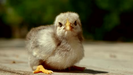 Beautiful-Grey-Chick-Resting