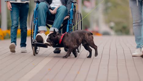 Young-man-in-a-wheelchair-walks-with-a-dog.-Bottom-view.