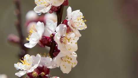 Spring-flowers.-Beautiful-Spring-cherry-tree-blossom,-extreme-close-up.-Easter-fresh-pink-blossoming-cherry-closeup.