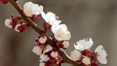 Spring-flowers.-Beautiful-Spring-cherry-tree-blossom,-extreme-close-up.-Easter-fresh-pink-blossoming-cherry-closeup.