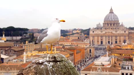 Gaviota-sentada-en-un-viejo-pilar-contra-la-vista-vaticana