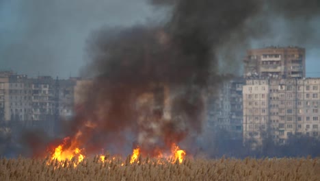 Blazing-bulrush-con-tenedores-de-fuego-en-el-banco-Dnipro-por-la-noche-en-primavera-en-slo-mo