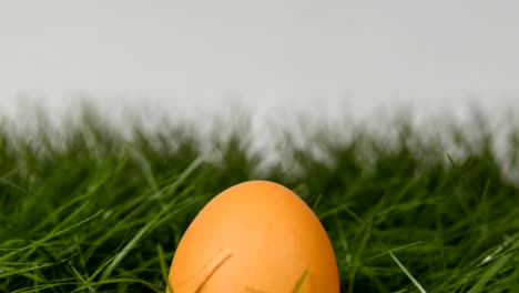 easter-egg-in-grass