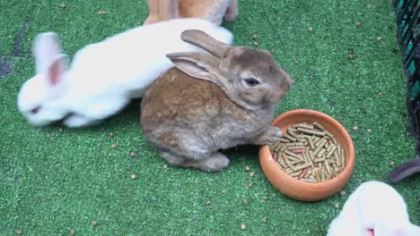 bunny-rabbit-eating