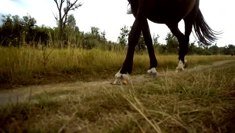 big-beautiful-Brown-horse-hoof