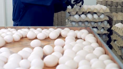 Chicken-farm-poultry-workers-sorting-eggs-at-factory-conveyor.