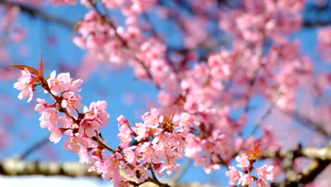 Cerezos-en-flor-