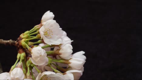 the-start-of-cherry-blossom-season（Time-lapse）