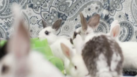 Süße-Foto-von-schwarzen-und-weißen-Haaren-Bunny.