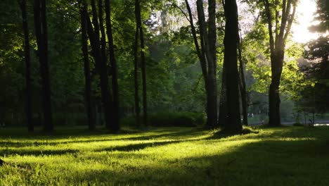 Beautiful-meadow-in-city-park-at-sunset