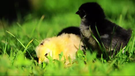 Little-chickens-in-grass