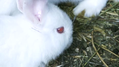 Weiße-Kaninchen-Essen