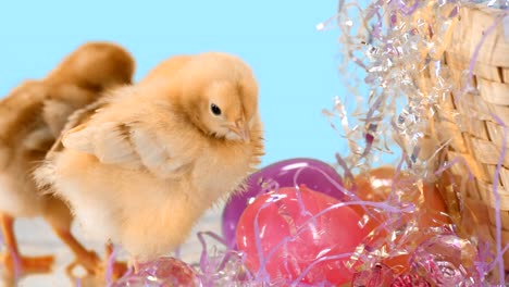 Cute-baby-chicks-stand-next-to-Easter-eggs.-Medium-shot