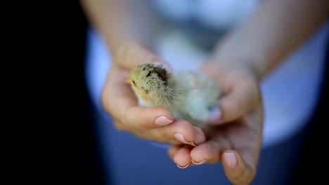 pollitos-sólo-nacieron-de-un-huevo-en-la-palma-de-la-mujer.