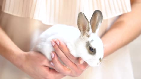 Mujer-manos-sosteniendo-el-pequeño-conejo-blanco,-programa-de-adopción-de-mascotas,-refugio-de-animales