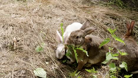 Family-of-rabbits-eating-and-running-around