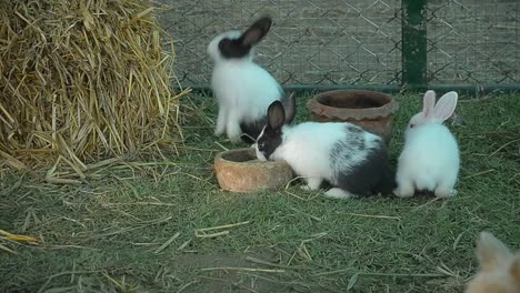 Comer-conejo-y-mordisqueando-hierba.