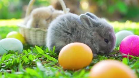 Little-Brown-conejito-de-Pascua-Holanda-Lop-comiendo-una-hierba,-en-los-huevos-de-Pascua-cerca.