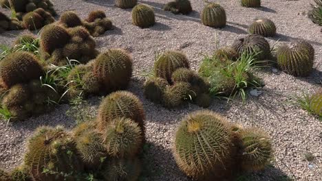 Small-cactus-plants-are-growing-in-dry-ground-in-park-area,-close-up