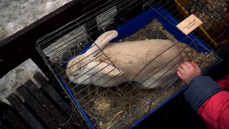 Ein-Kind-streichelt-das-flämische-Riesenkaninchen-in-einem-Käfig-in-einem-Contsct-Zoo-während-der-Stadtmesse.