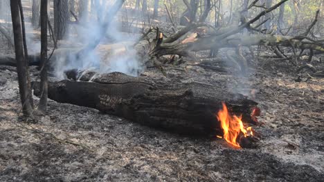 Fuego-en-el-bosque.