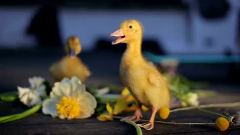 Cute-domestic-duckling-walking-in-green-grass-outdoor