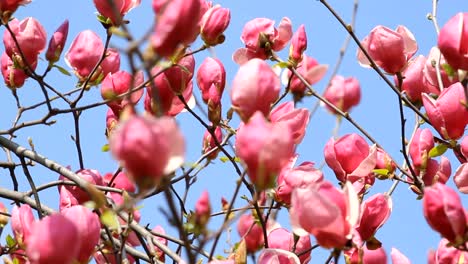 magnolia-cerezos-en-flor-rosa