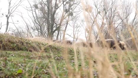 Flock-of-sheep-rest-in-farmer's-field