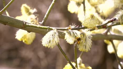 fleißige-Bienen-sammeln-Nektar-für-Honig-aus-Weide-Kätzchen-in-Zeitlupe