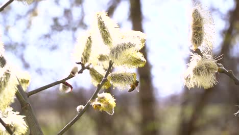 fleißige-Bienen-sammeln-Nektar-für-Honig-aus-Weide-Kätzchen-in-Zeitlupe