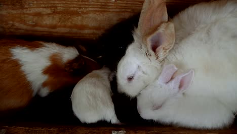 Kaninchen-und-Meerschweinchen-Essen