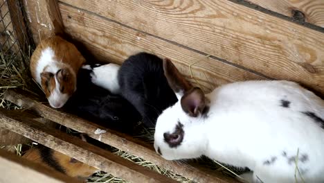 Kaninchen-und-Meerschweinchen-Essen