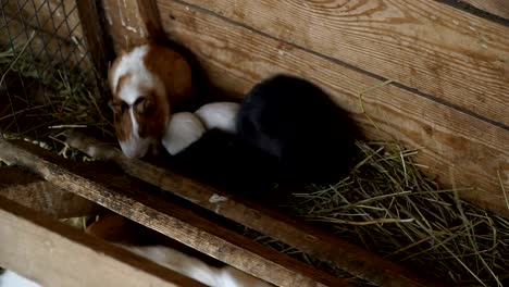 Rabbits-and-guinea-pigs-eat