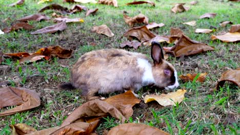 Cute-brown-rabbit-eating-grass-in-forest-Thailand,-UHD-4K-video