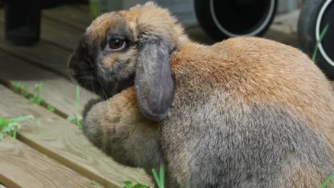 Vista-lateral-de-una-cabeza-marrón-hermoso-conejo-Bunny