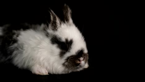 rabbit-or-bunny-on-black-background