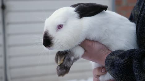 A-man-holds-in-his-hands-a-Himalayan-rabbit