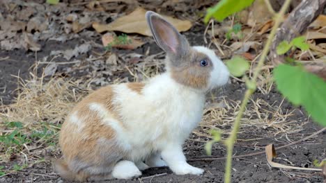 Conejo-silvestre-en-la-naturaleza.