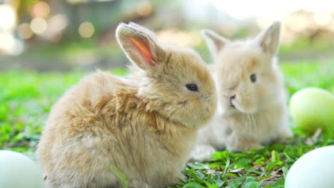 Little-Brown-conejitos-de-Pascua-Holanda-Lop,-emplazamiento-cerca-de-huevos-de-Pascua.