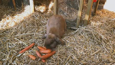 conejo-dulce-y-marrón-come-zanahorias-frescas-en-la-Hutch-de-conejo