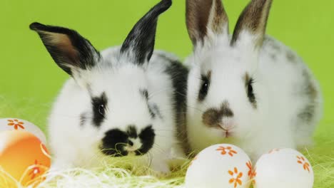 Two-little-white-Easter-bunny-with-black-ears-sitting-on-a-green-background