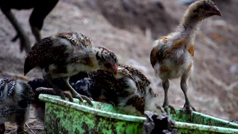 Many-chicks-are-eating-food