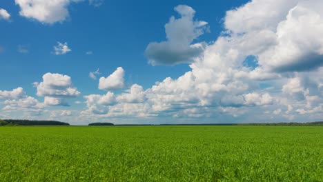 Beautiful-landscape,-sky-and-green-fresh-grass.-Grass-and-sky-at-beautiful-day.