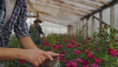 Modern-rose-farmers-walk-through-the-greenhouse-with-a-plantation-of-flowers,-touch-the-buds-and-touch-the-screen-of-the-tablet