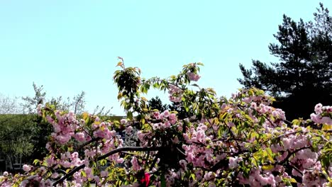 El-árbol-de-Pascua-en-el-jardín---Edificio-Público-Moderno-Kindergarten---Preescolar