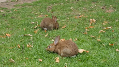 Pair-of-rabbits-in-the-field-relaxing-and--eating-grass-4K