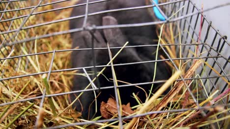 Kaninchen-unter-dem-Käfig-sitzt