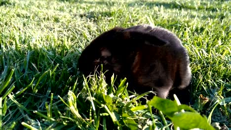 kleine-schwarze-Kaninchen,-die-auf-der-Suche-nach-etwas-auf-dem-Rasen