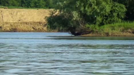 The-racing-motor-boat-of-camouflage-coloring-scared-the-geese