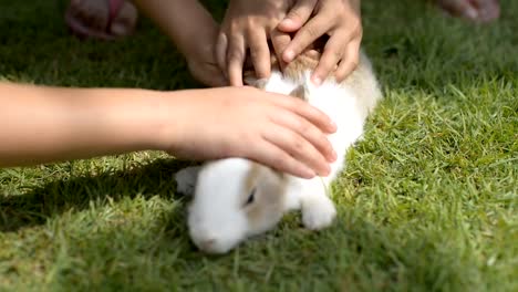 Kinder-Hände-streicheln-flauschige-weiße-Kaninchen